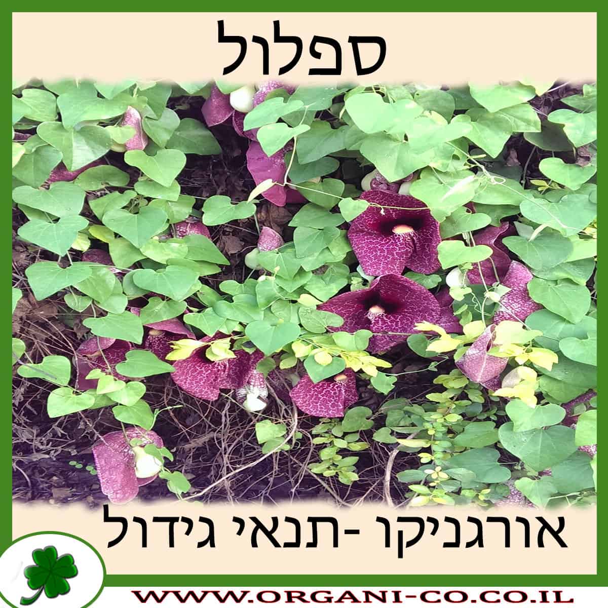 ספלול