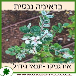 בראיניה ננסית