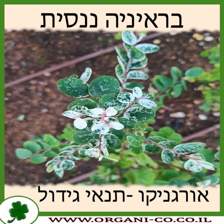בראיניה ננסית בראיניה ננסית