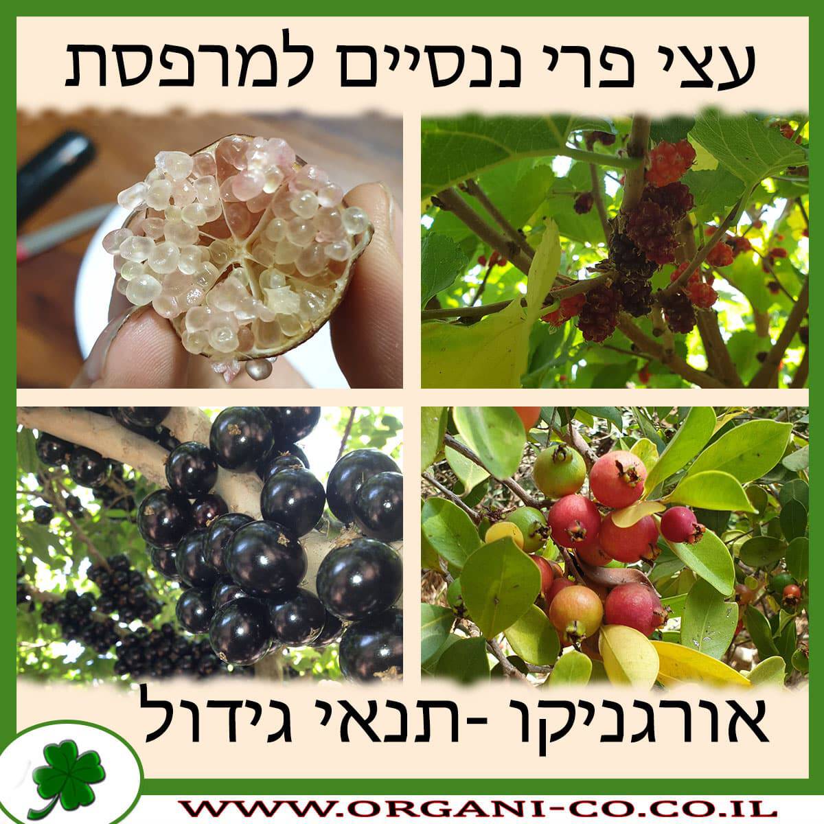 עצי פרי ננסיים למרפסת