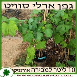 גפן ארלי סוויט 10 ליטר