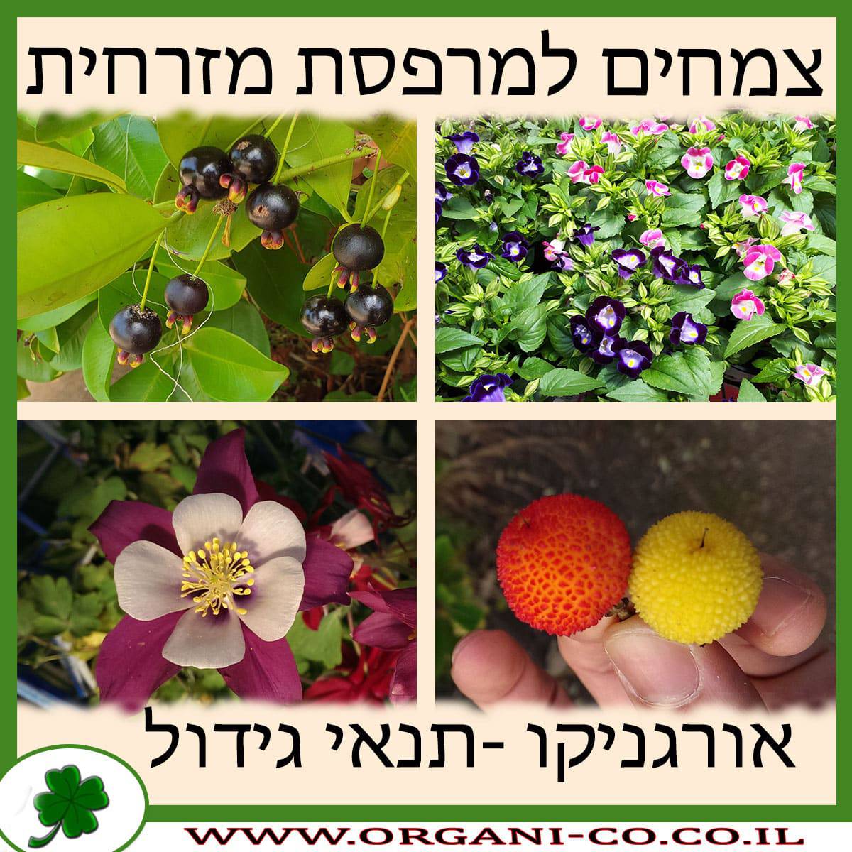 צמחים למרפסת מזרחית