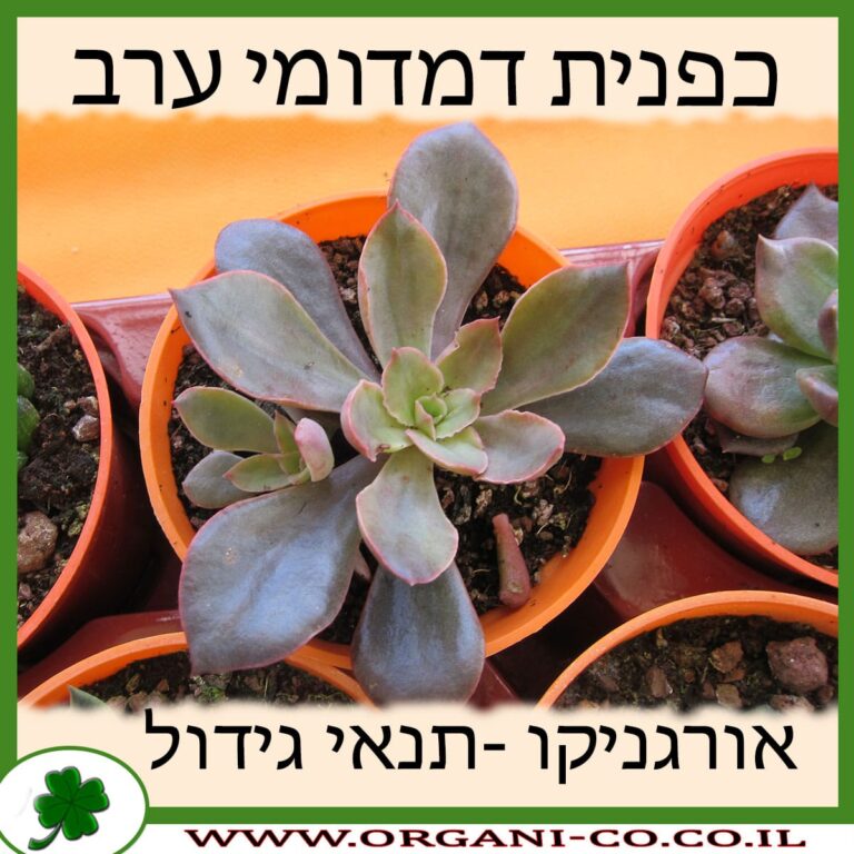 כפנית דמדומי ערב כפנית דמדומי ערב