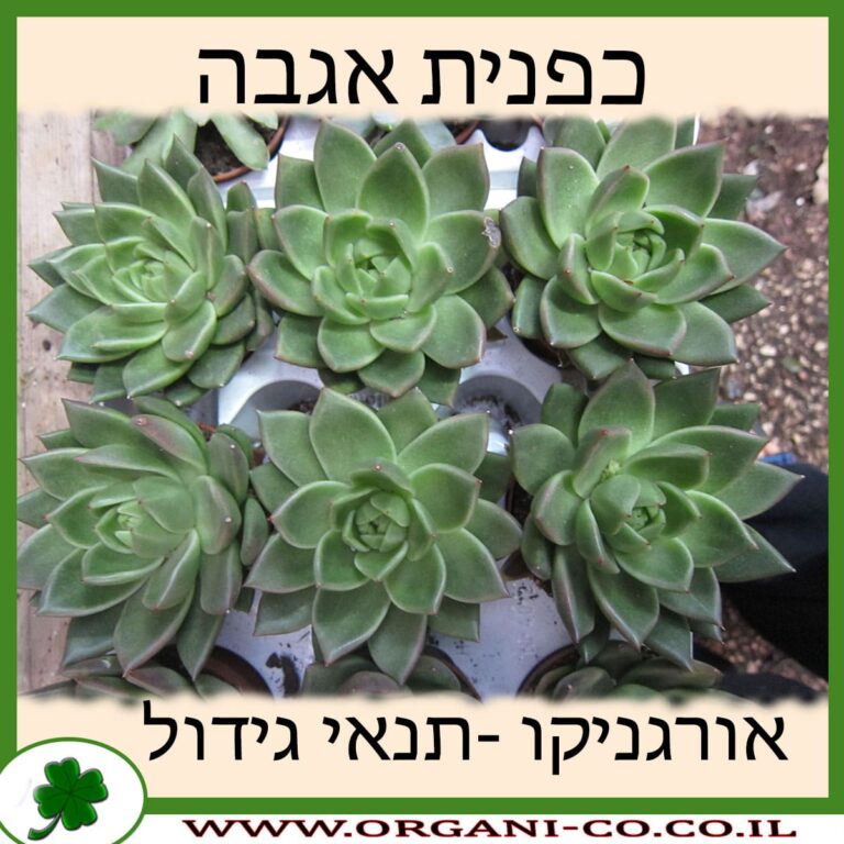 כפנית אגבה כפנית אגבה