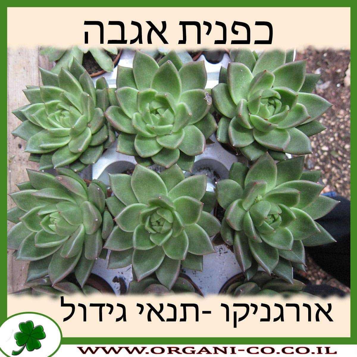 כפנית אגבה