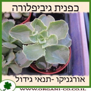 כפנית גיביפלורה