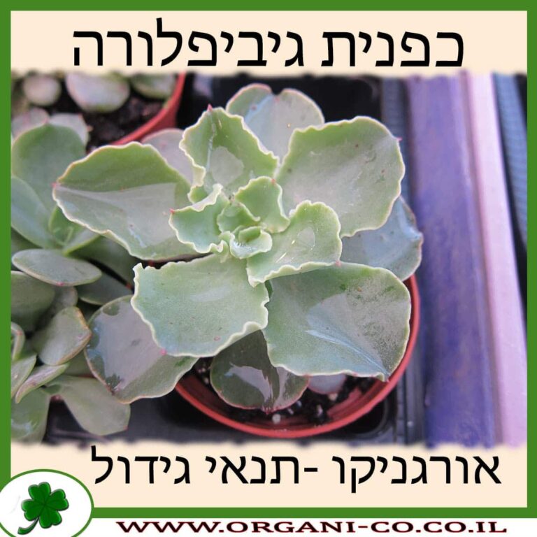 כפנית גיביפלורה כפנית גיביפלורה