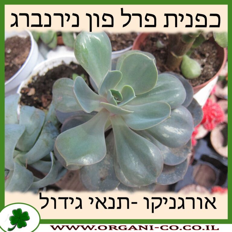 כפנית פרל פון נירנברג כפנית פרל פון נירנברג