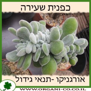 כפנית שעירה