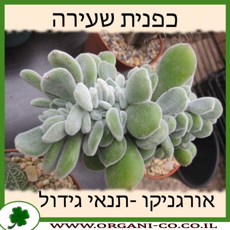 כפנית שעירה כפנית שעירה