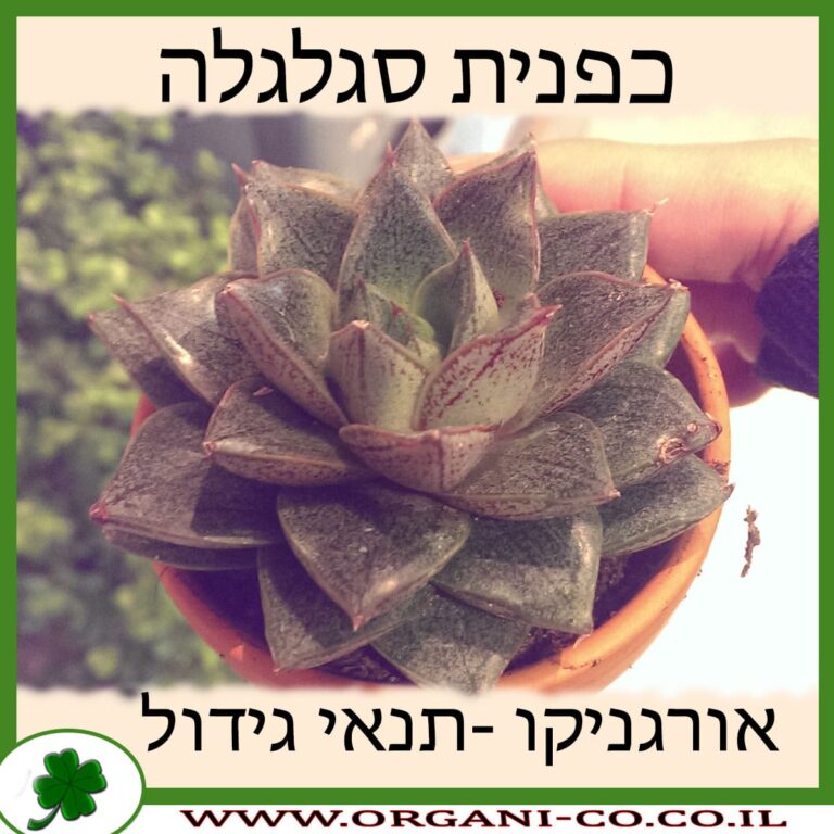 כפנית סגלגלה כפנית סגלגלה