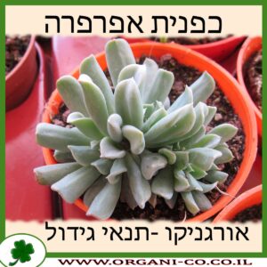 כפנית אפרפרה