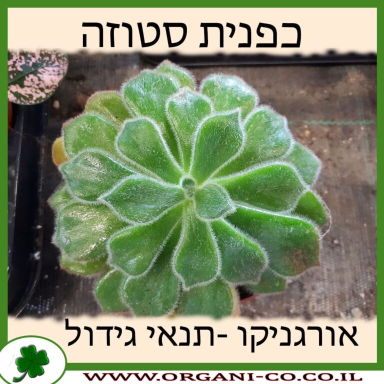 כפנית סטוזה כפנית סטוזה