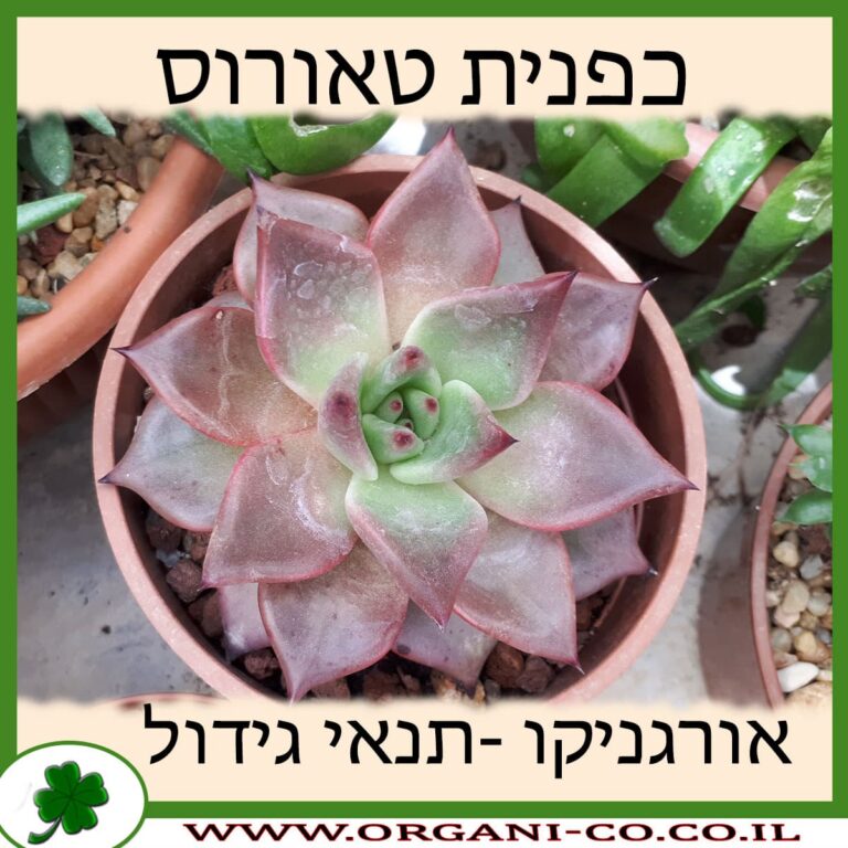 כפנית טאורוס כפנית טאורוס