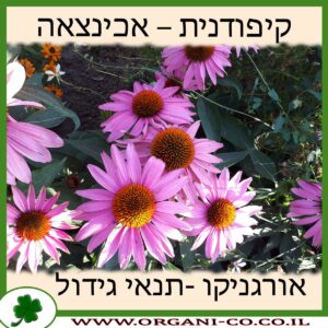 קיפודנית - אכינצאה