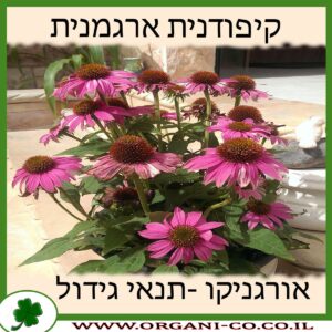 קיפודנית ארגמנית