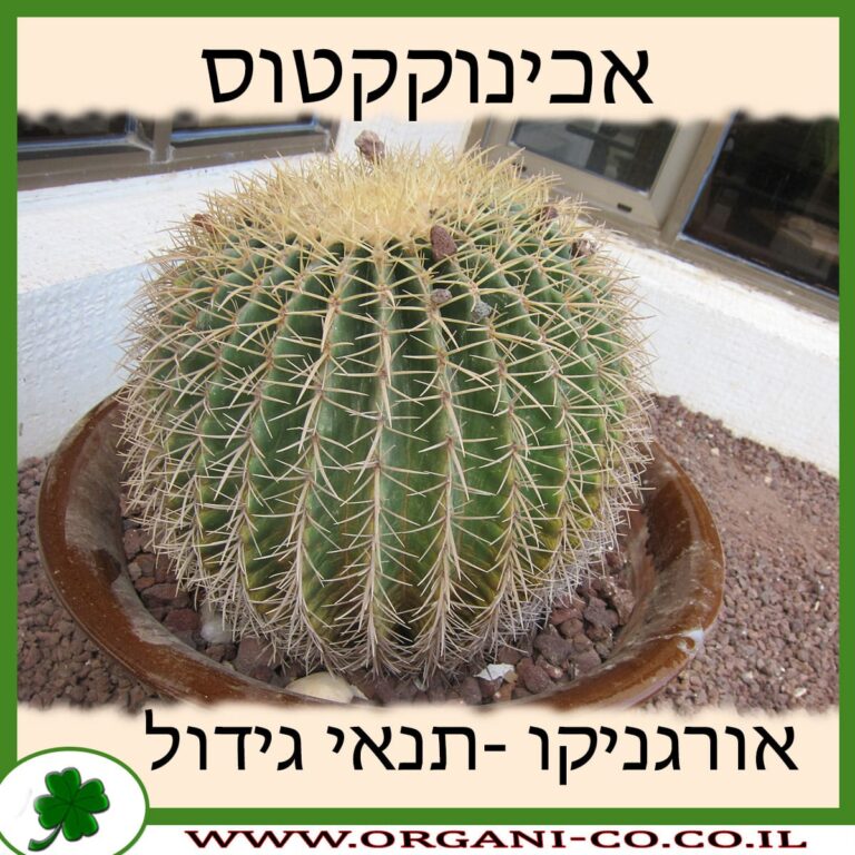 אכינוקקטוס אכינוקקטוס