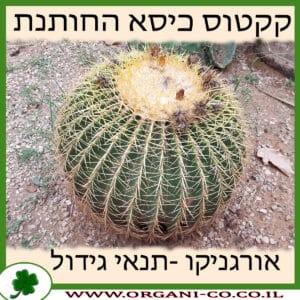 קקטוס כיסא החותנת גידול צמח