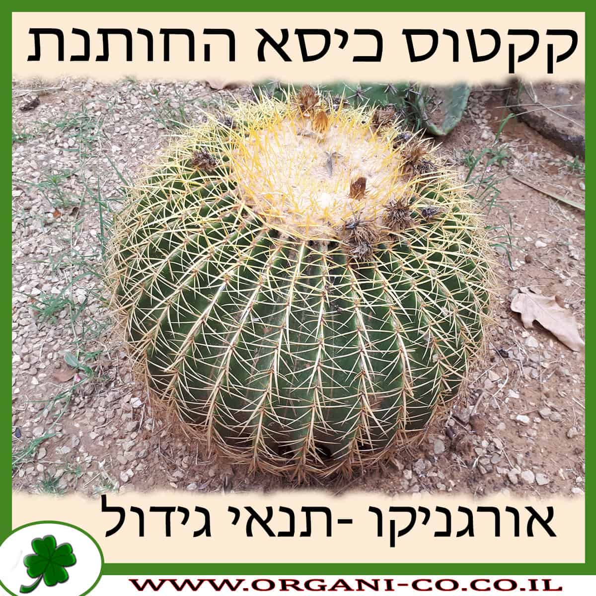 קקטוס כיסא החותנת גידול צמח