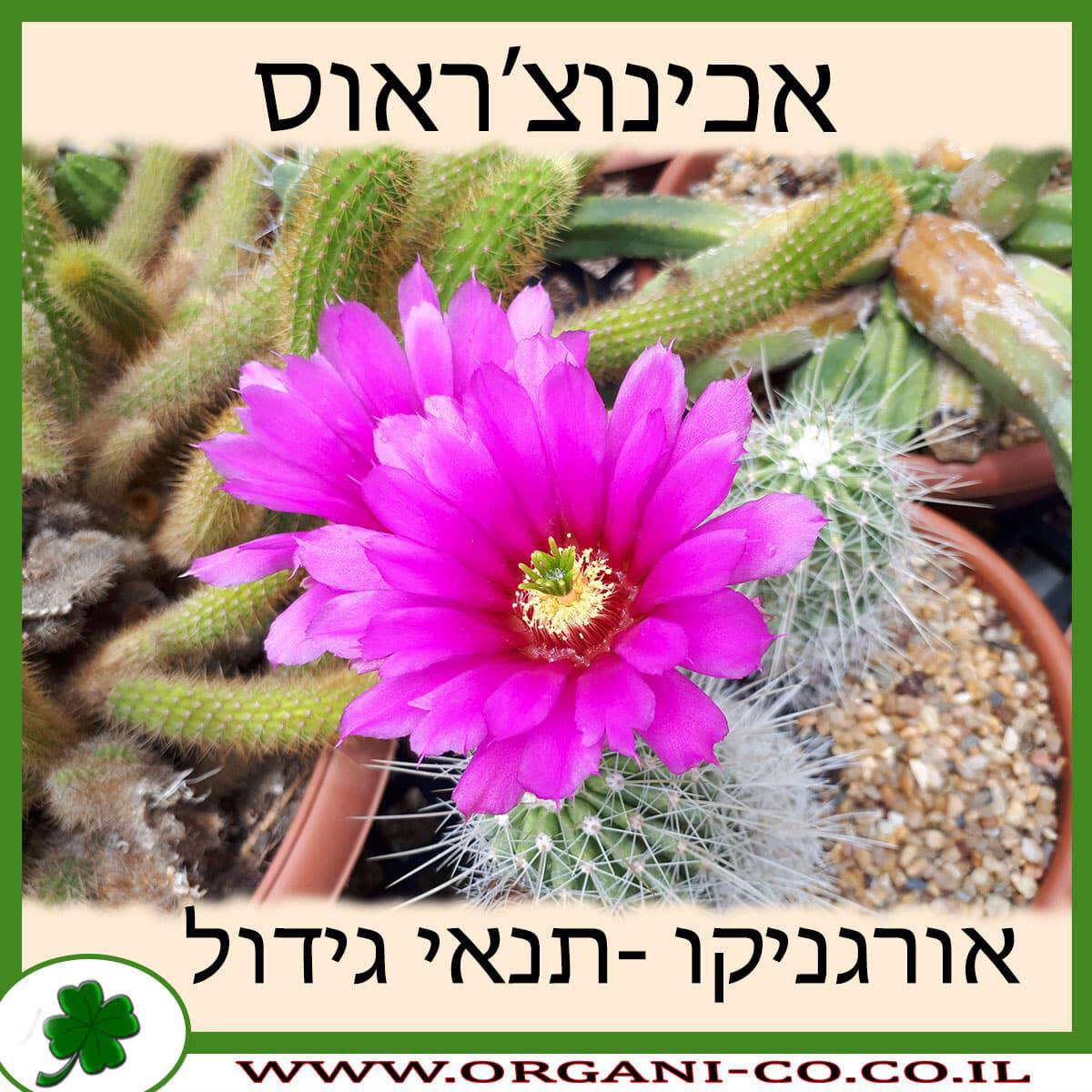 אכינוצ’ראוס