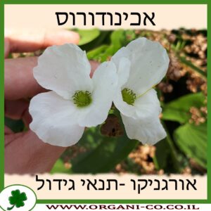 אכינודורוס