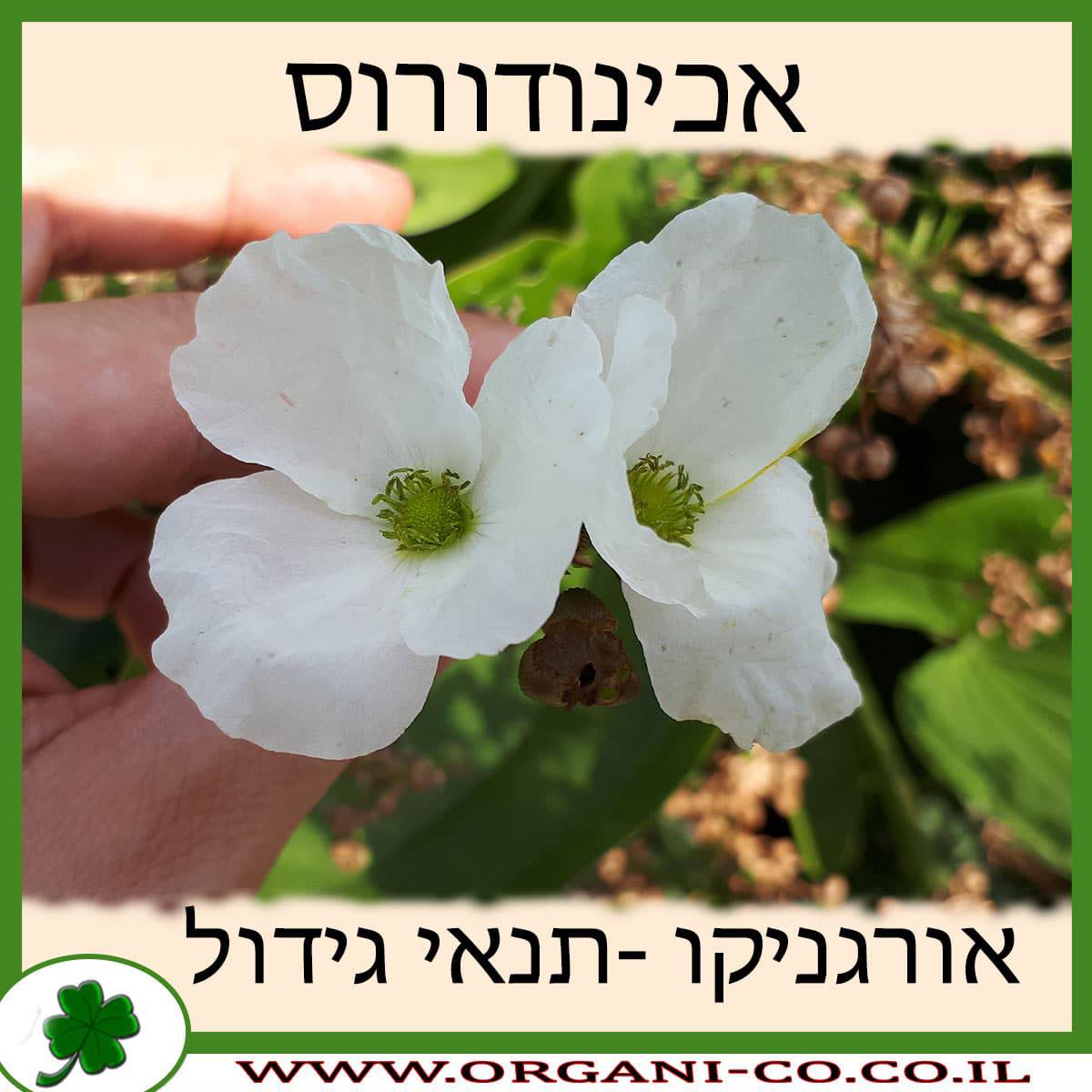אכינודורוס