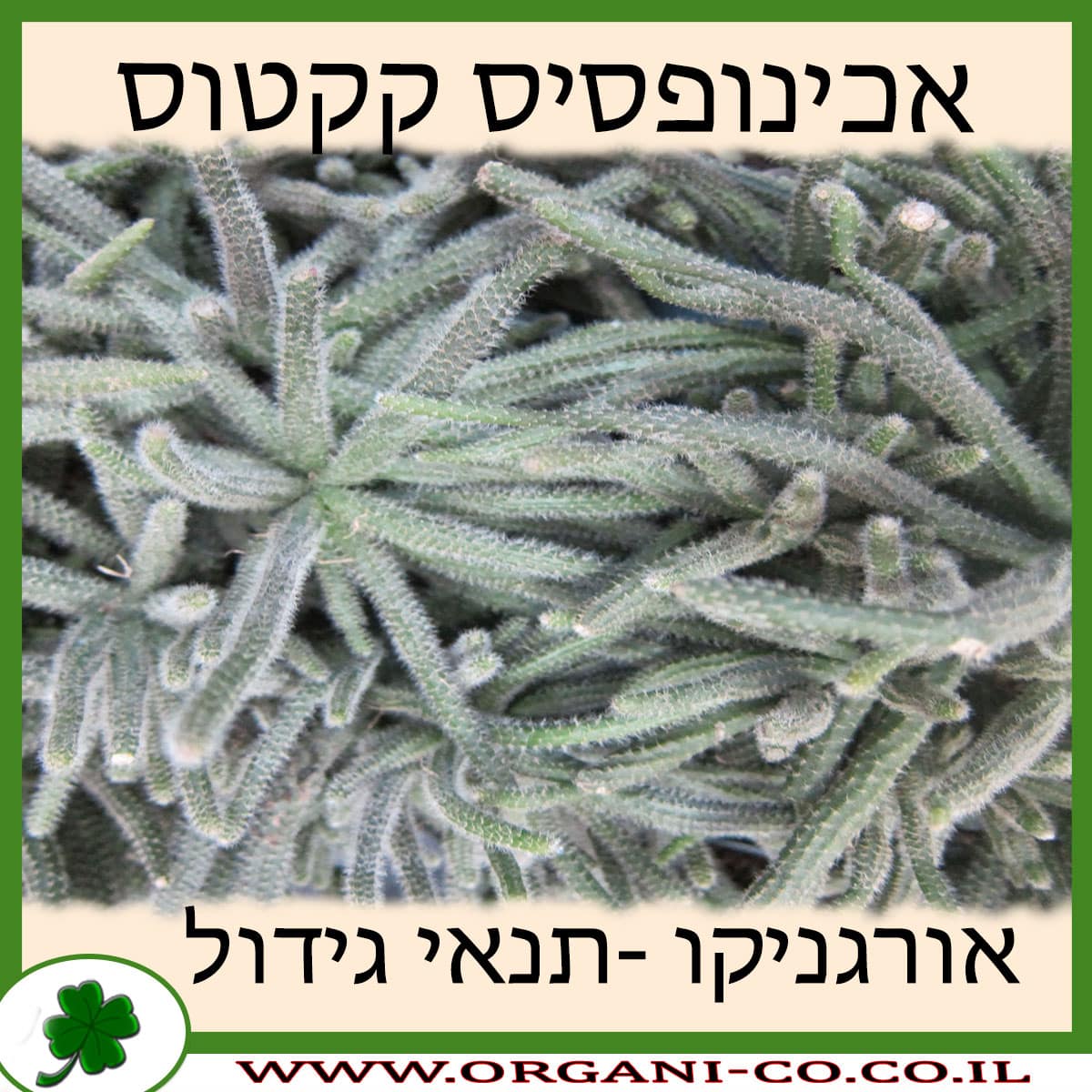 אכינופסיס קקטוס
