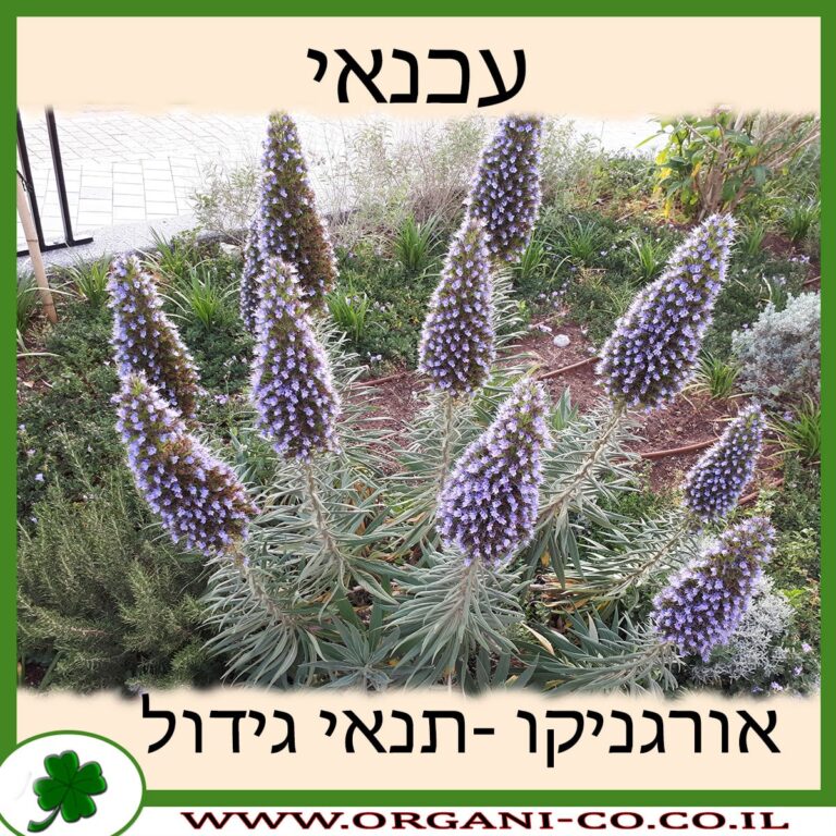 עכנאי עכנאי