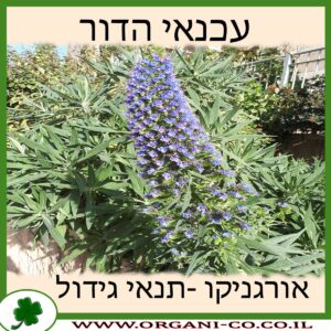 עכנאי הדור