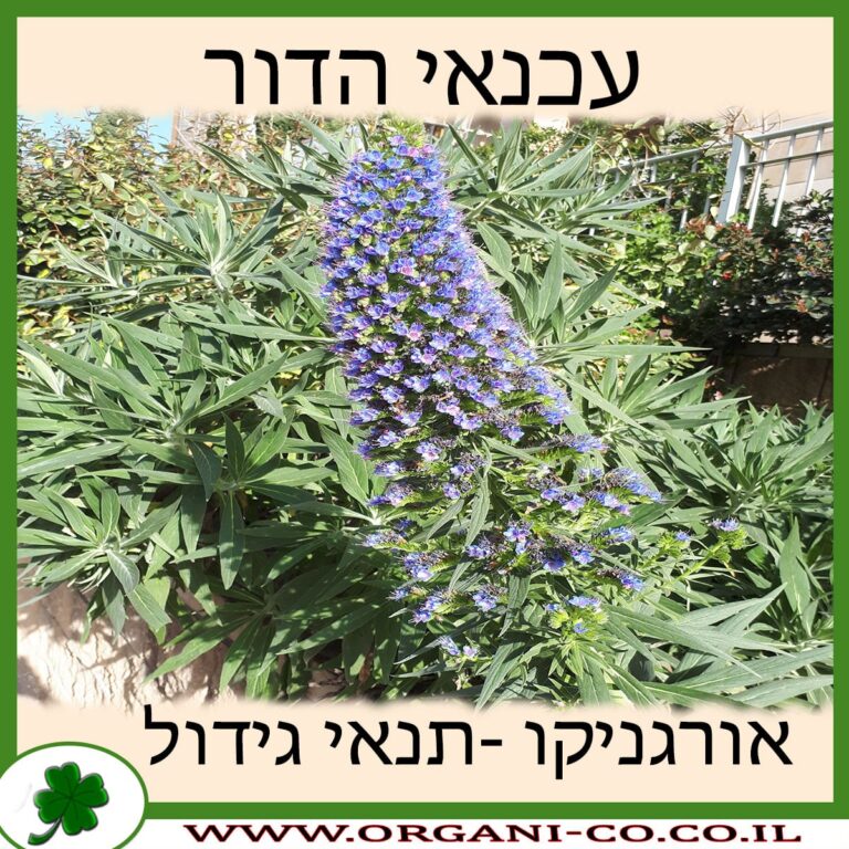 עכנאי הדור עכנאי הדור