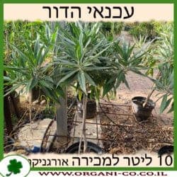 עכנאי הדור 10 ליטר
