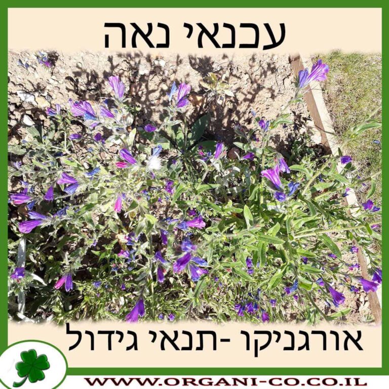 עכנאי נאה עכנאי נאה