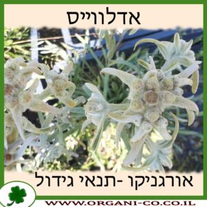 אדלווייס