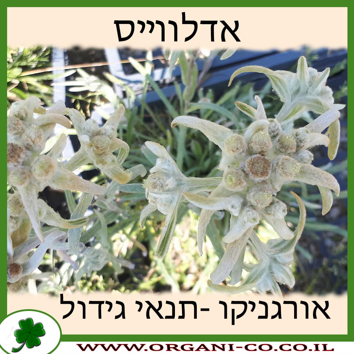אדלווייס