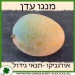 מנגו עדן