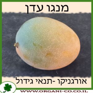 מנגו עדן