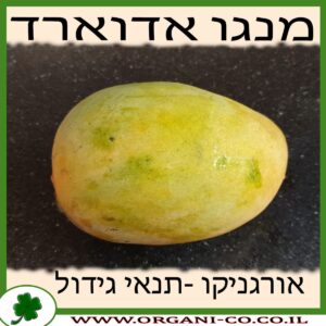 מנגו אדוארד