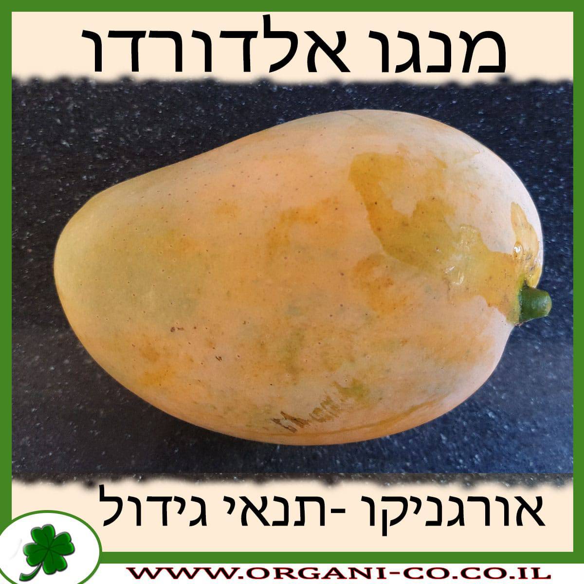 מנגו אלדורדו