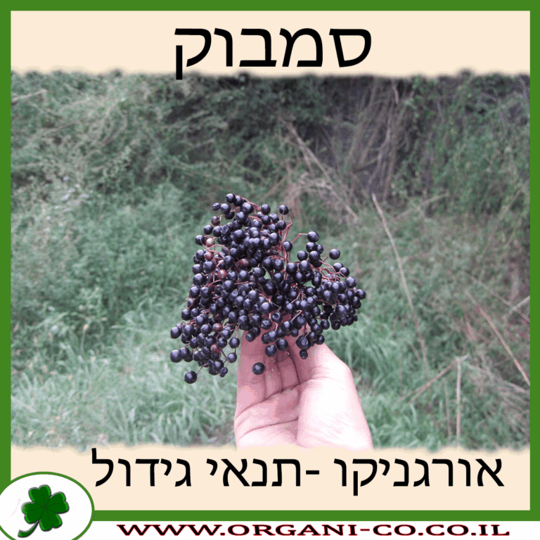 סמבוק סמבוק גידול צמח