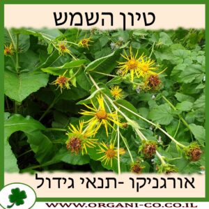 טיון השמש