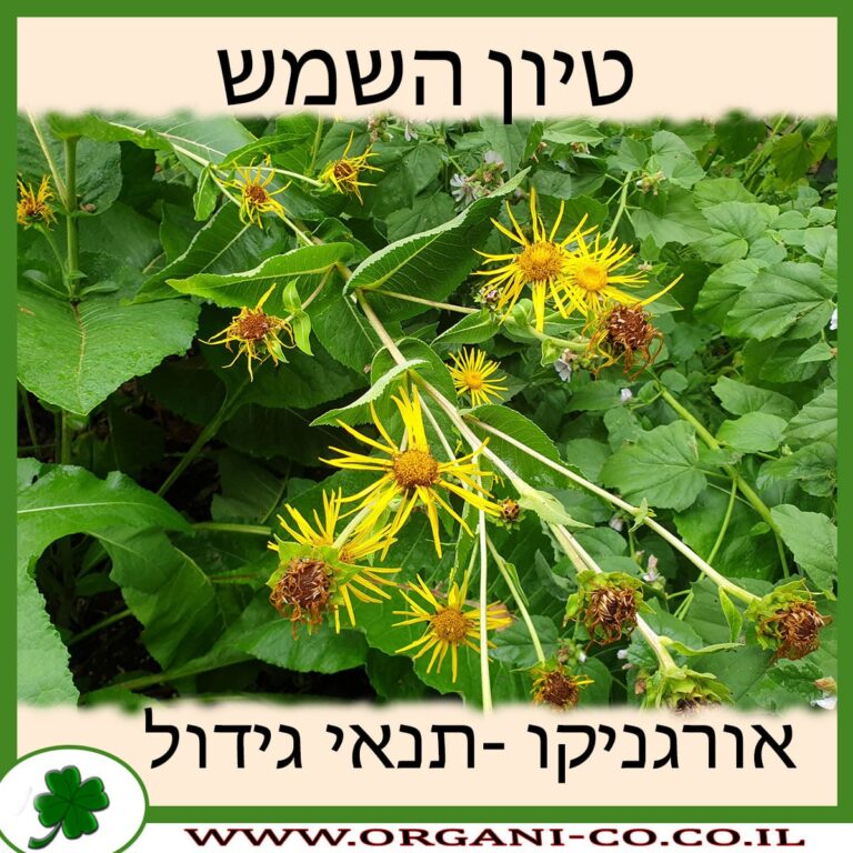 טיון השמש