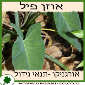 אוזן פיל גידול צמח