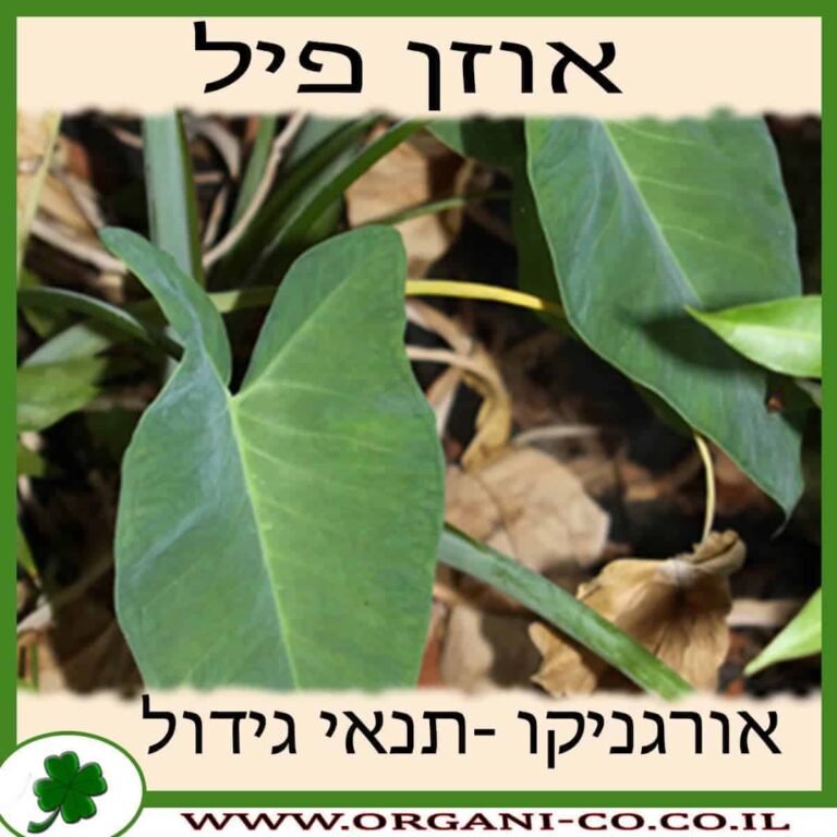 אוזן פיל אוזן פיל גידול צמח