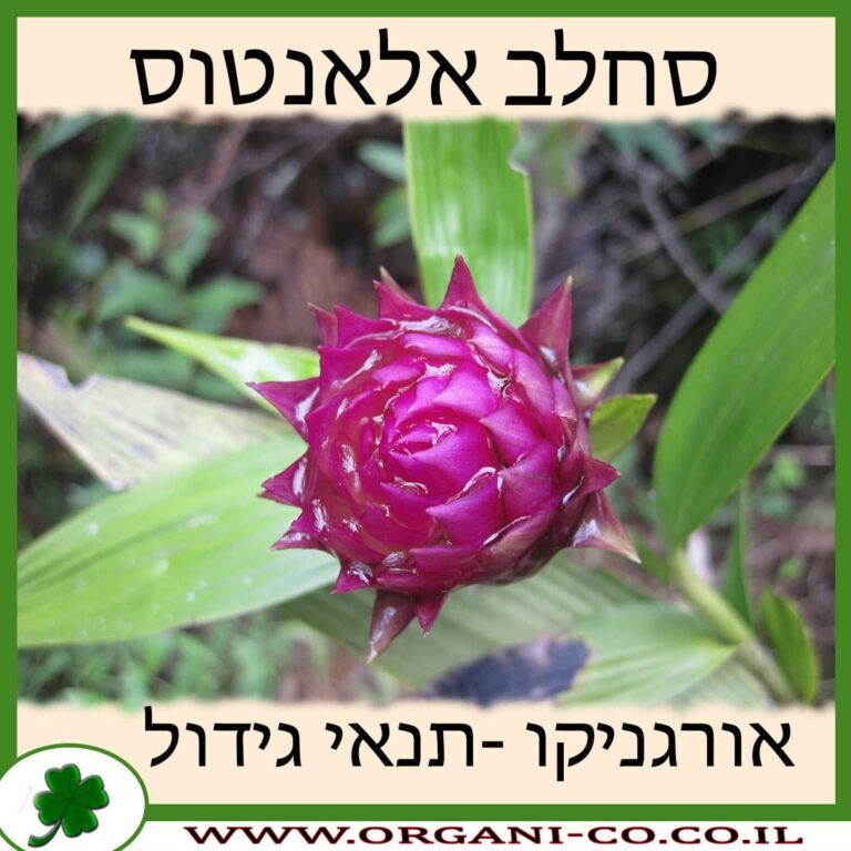 סחלב אלאנטוס סחלב אלאנטוס