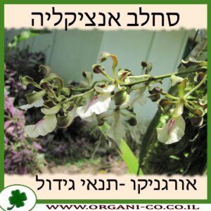 סחלב אנציקליה