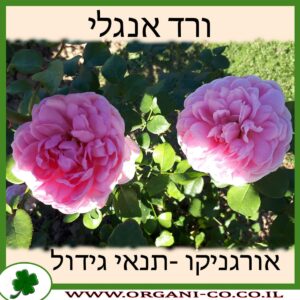 ורד אנגלי