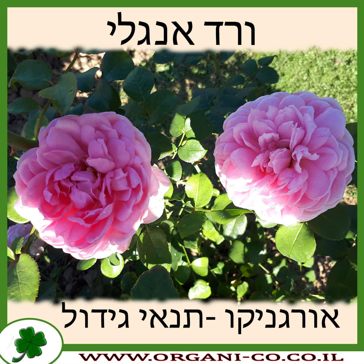 ורד אנגלי