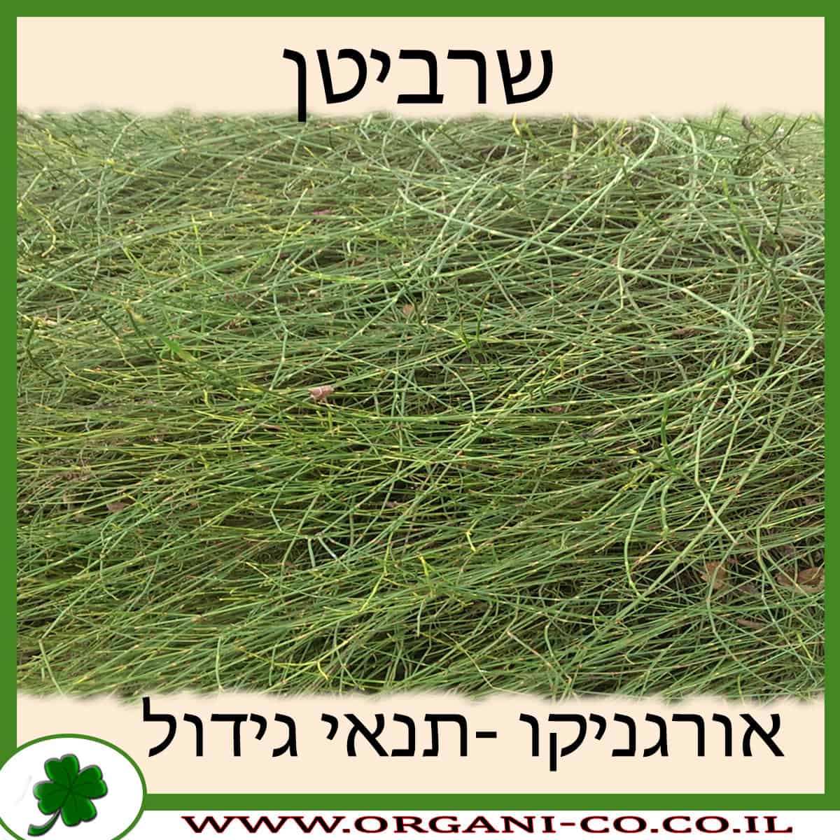 שרביטן