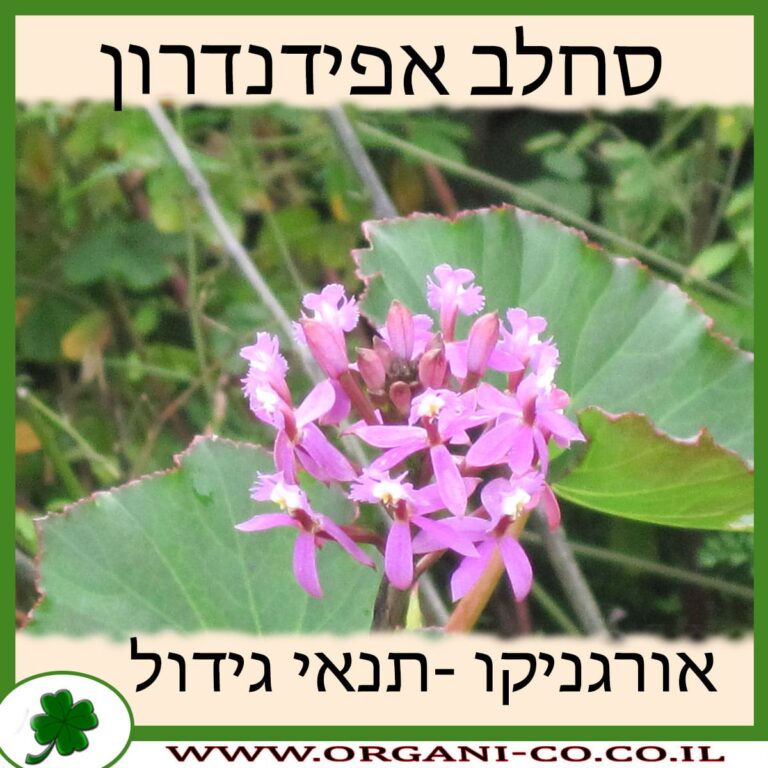 סחלב אפידנדרון סחלב אפידנדרון