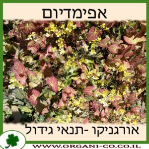 אפימדיום
